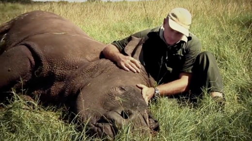 Rhino Poaching Trade