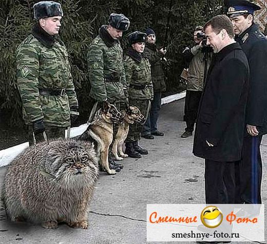 Click to enlarge Russian Army