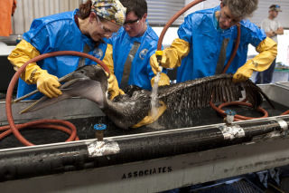 oiled pelican