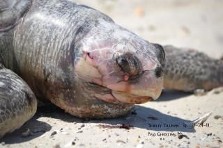  dead sea turtle