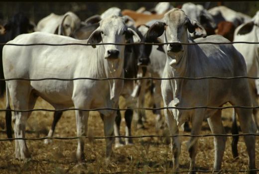 Click to enlarge airborne antibiotics cattle