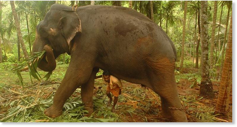 Elephant gores owner to death in Kerala, India - 4th 
