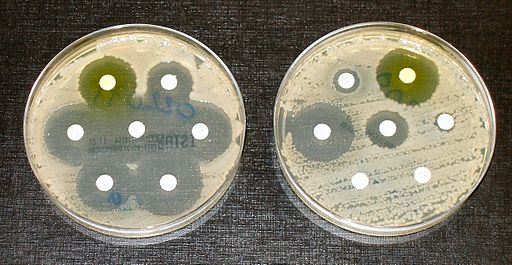petri dishes