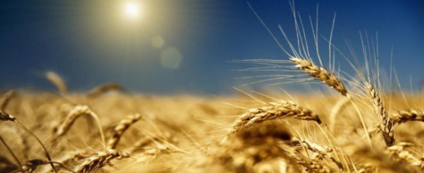 Ukraine grain