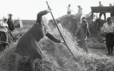 Click to enlarge pitching hay