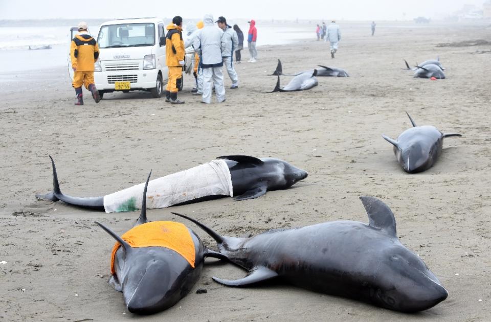 Japan mass whale beaching