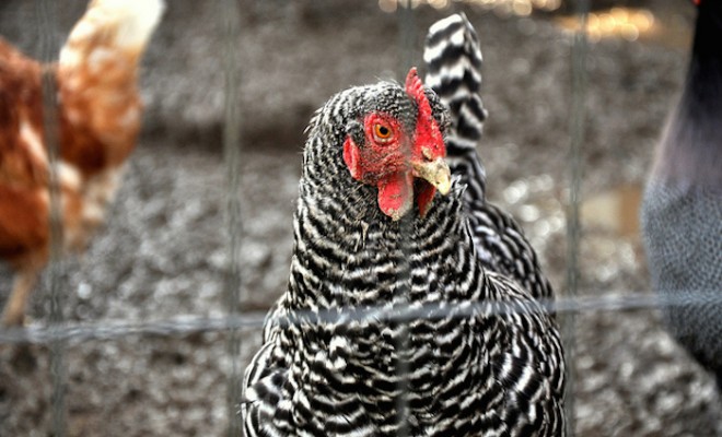 Chicken