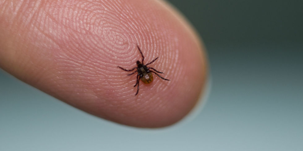 tick