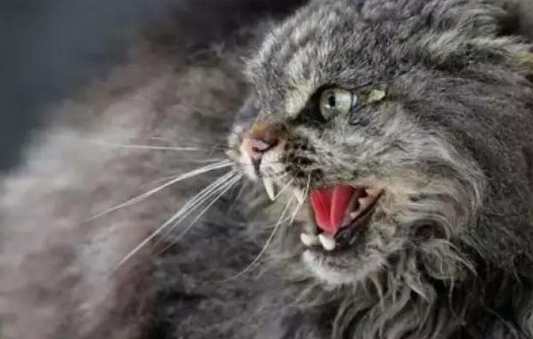 feral cat