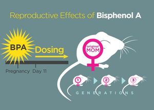 Click to enlarge BPA exposure