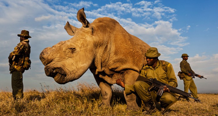 rhino and guards