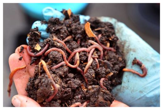 Click to enlarge Earthworms