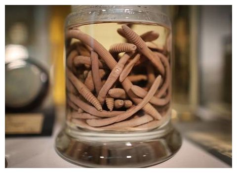 Earthworms_1