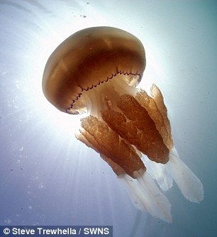 Click to enlarge barrel jellyfish