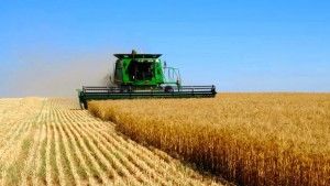 wheat field