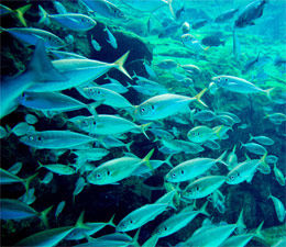 west coast fisheries