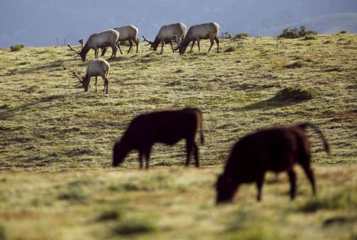 Click to enlarge tule elk and cattle pooint reyes national sea shore
