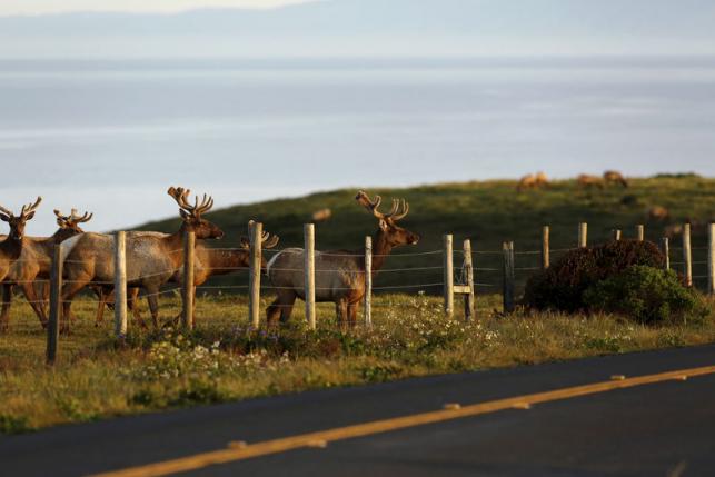 Click to enlarge tule elk grazing