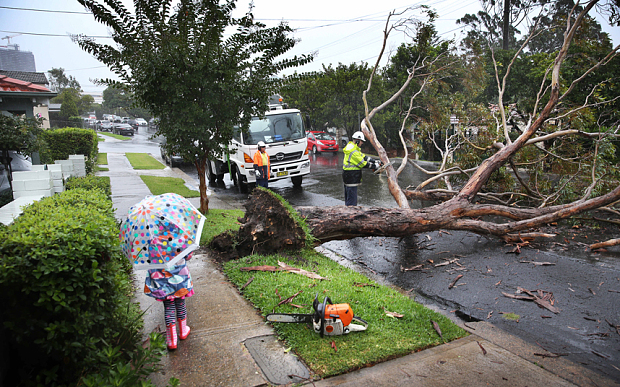 tree down after storm in Sydney, Australia