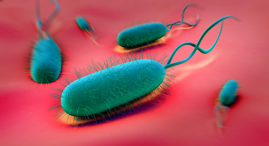 Click to enlarge Helicobacter pylori, H. pylori