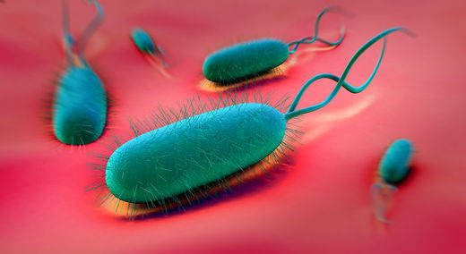 Helicobacter pylori,  H. pylori