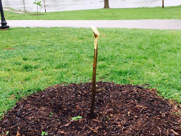Click to enlarge Michael Brown tree memorial destroyed