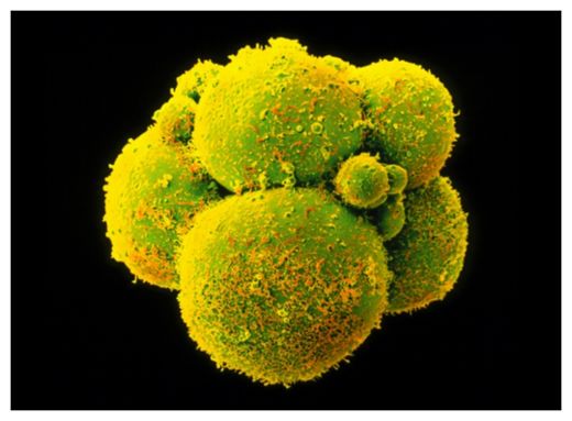 Embryo