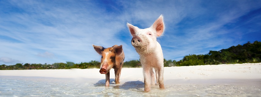 Click to enlarge pig beach,happy pigs,strandschweine,glückliche wildschweine bahamas