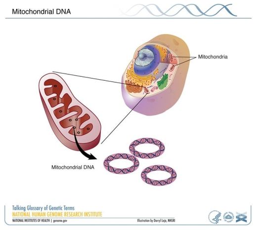 mitochondrial DNA