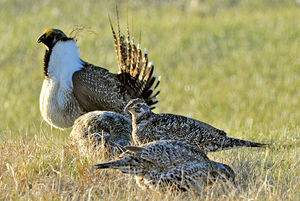 greater sage-grouse