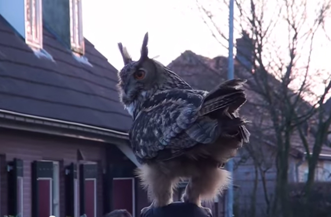 Eagle Owl