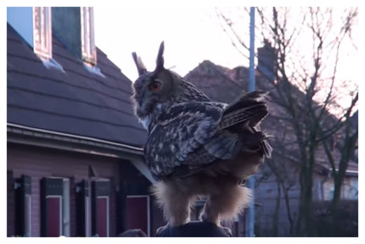 Eagle Owl