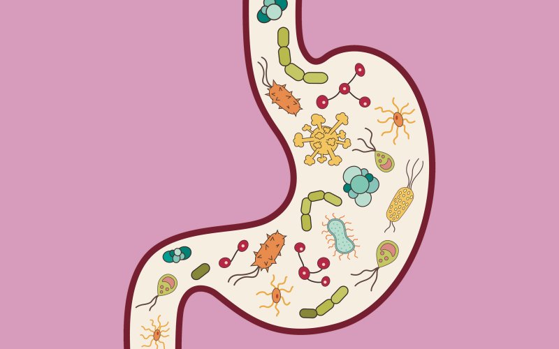 gut bacteria
