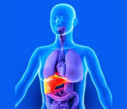 liver
