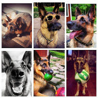 german shepherd