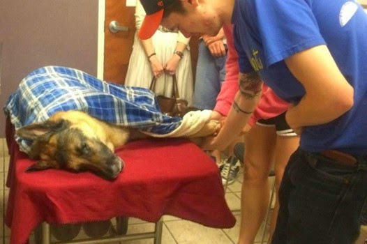 Click to enlarge otto animal hospital