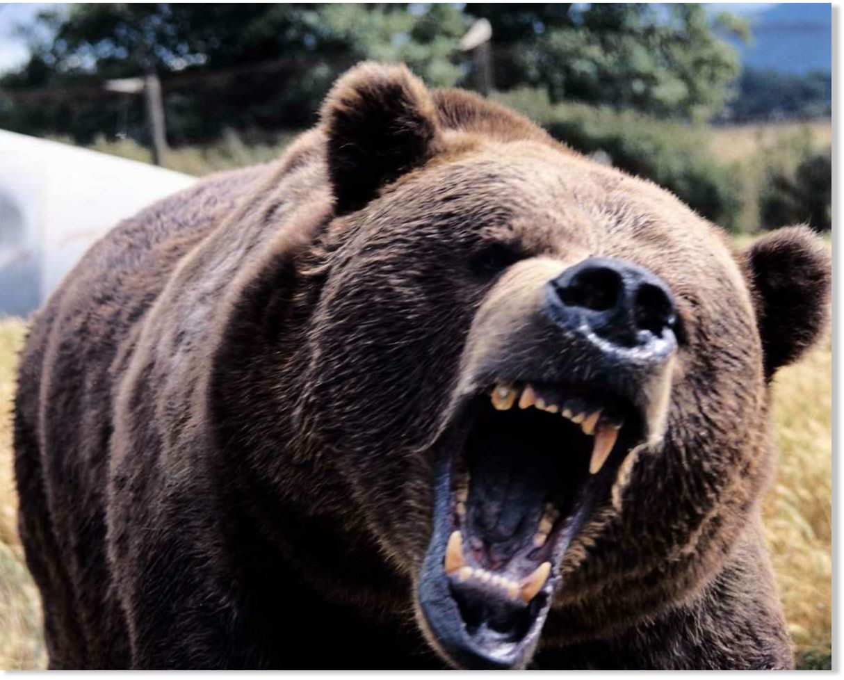 care bear angry