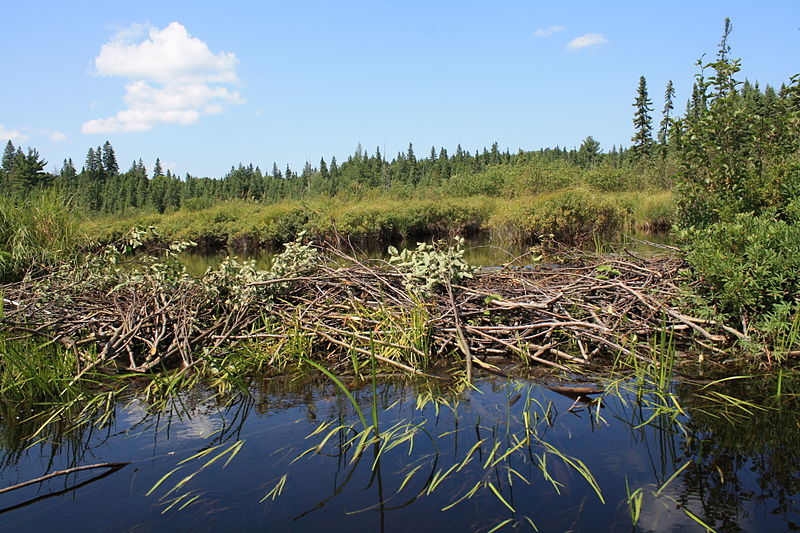 Beaver Dam