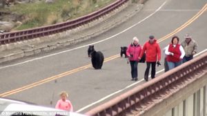 bears chase tourists yellowstone