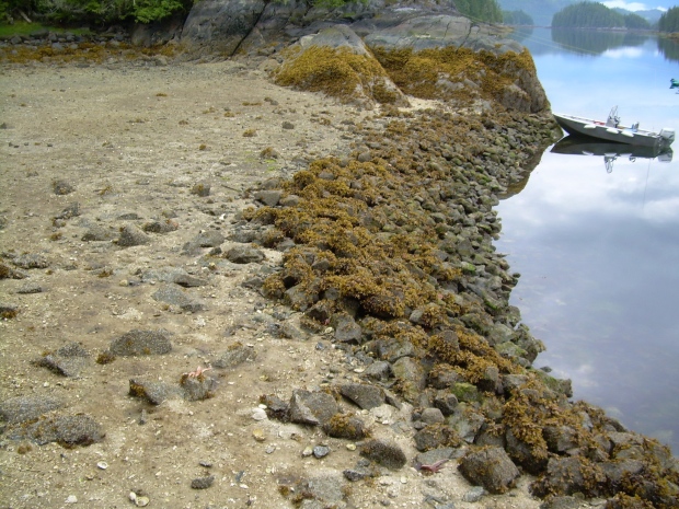 Click to enlarge BC clam garden