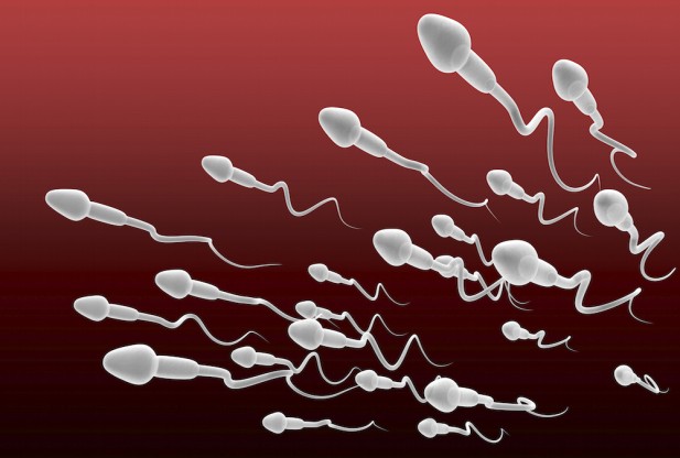 Lab Sperm