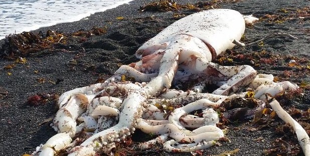 Giant Squid