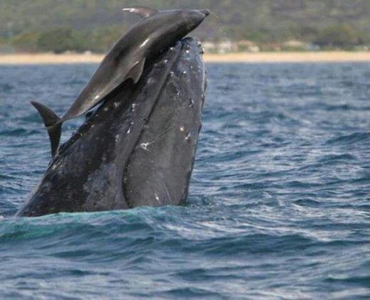 Click to enlarge dolphin whale