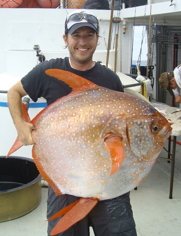 Opah/Moonfish