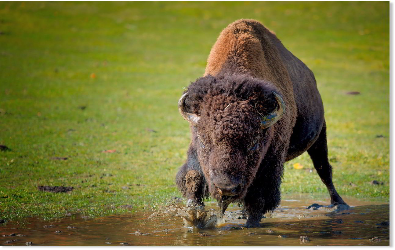 Student gored by bison in Yellowstone Park -- Earth Changes -- Sott.net