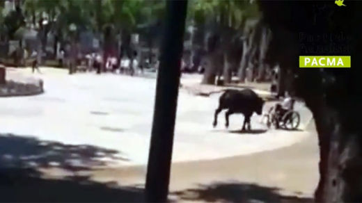 escaped bull spain