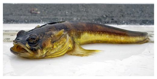 Midshipman fish