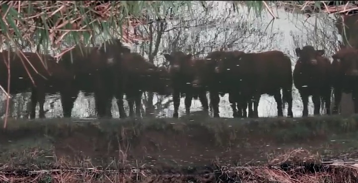 Playing to the Herd