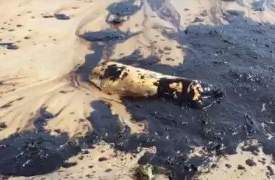 oil disaster