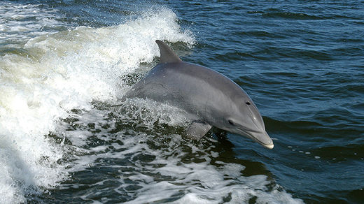 dolphin die-off gulf mexico
